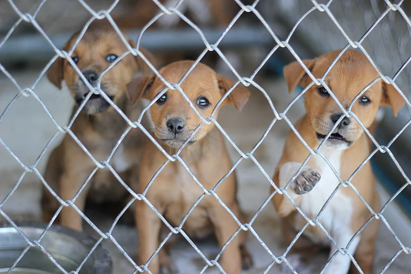 Kathmandu arrests, Nepal Police, 33 puppies rescued