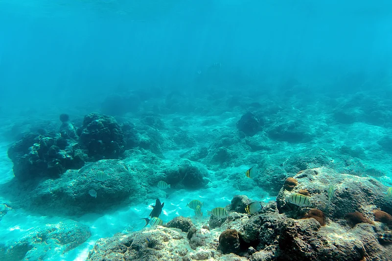 Colourful fish swim among the pitfalls and dead corals. Andaman and Nicobar Islands