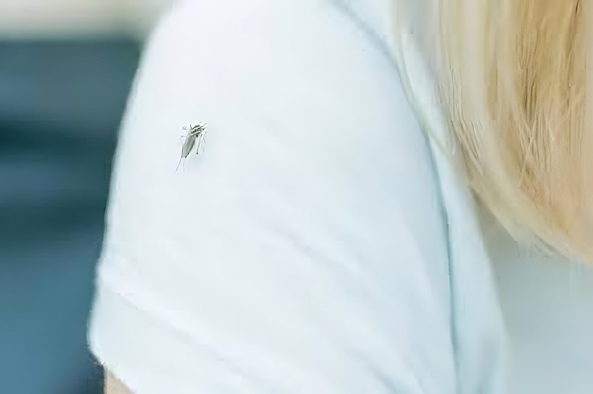 A mosquito resting on the white shirt-covered shoulder of a person with blonde hair