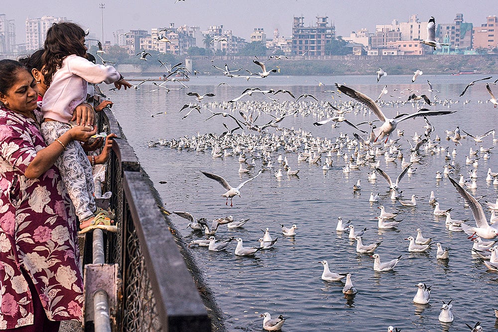 Seagulls at Tapi river