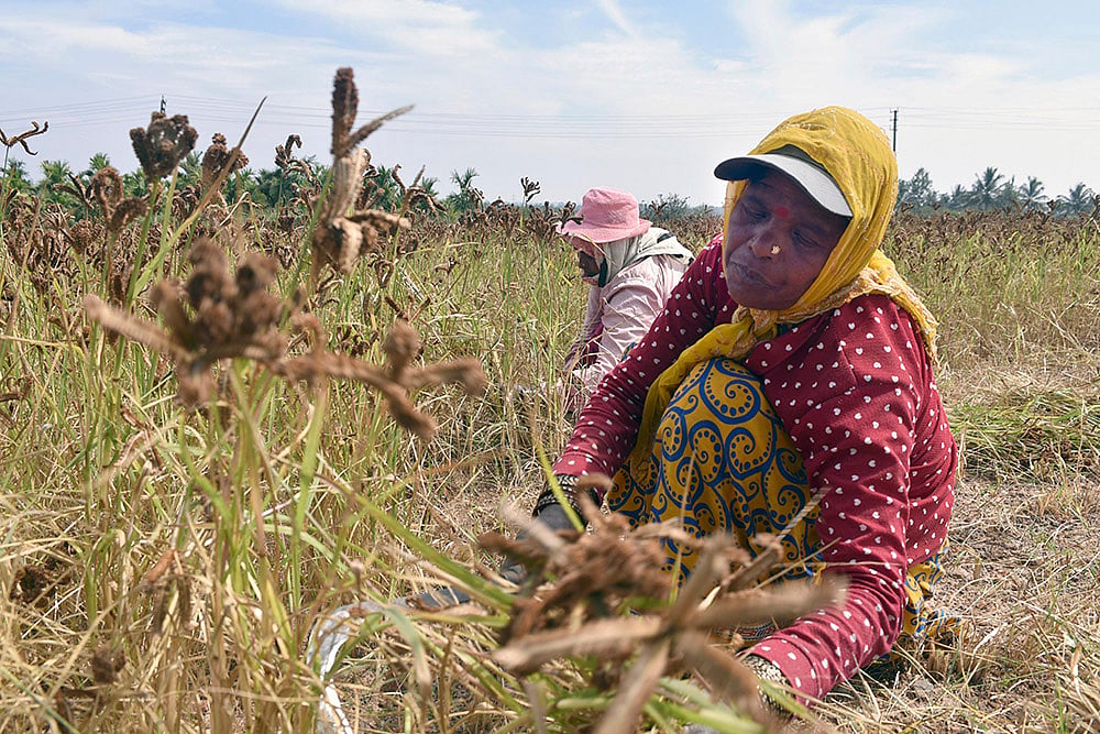 Agriculture: Ragi crop cultivation