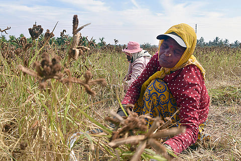 Farm workers harvest Ragi crop, near Chikkamagaluru, in Karnataka.