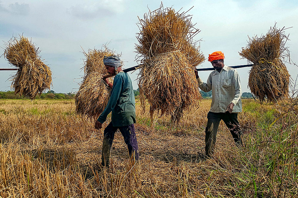 Agriculture: Paddy cultivation in Bastar