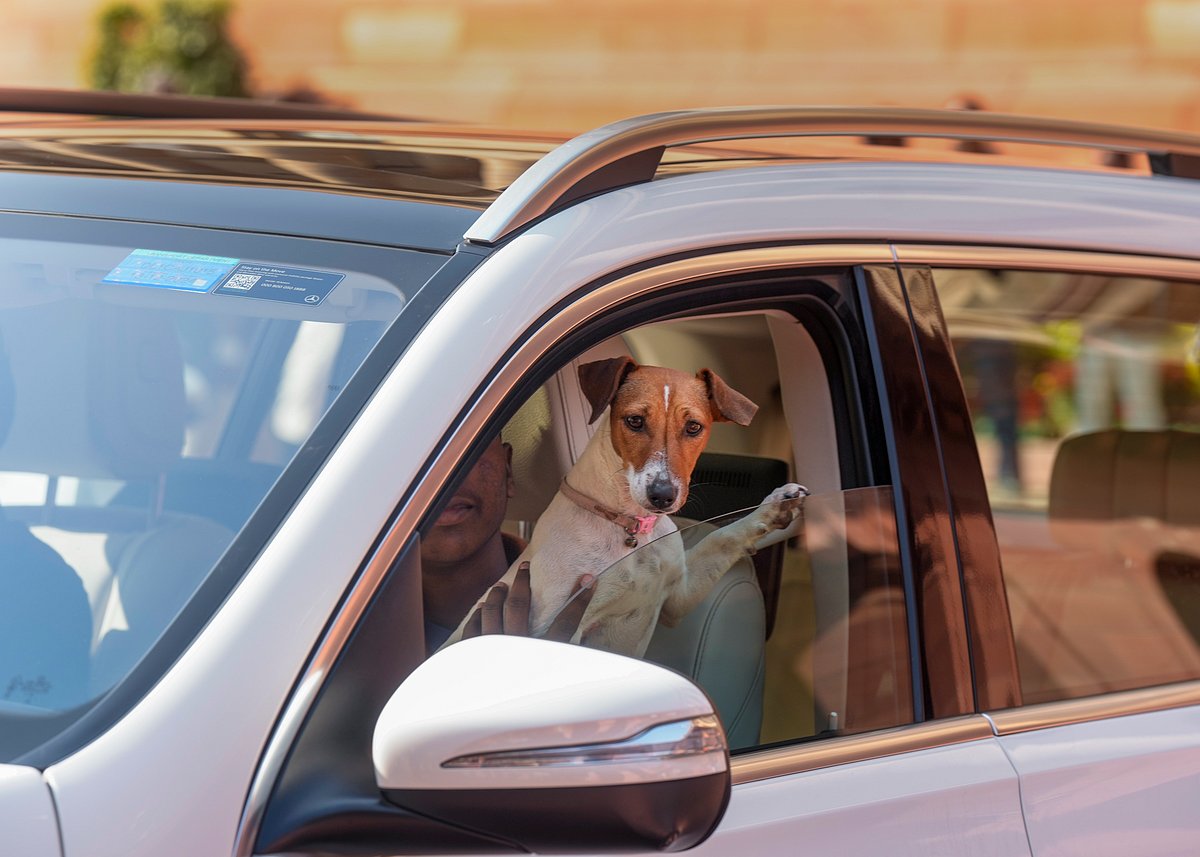 ‘Dogs Don’t Bite, Those Inside Do’: Renuka Chowdhury Defends Bringing Stray To Parliament