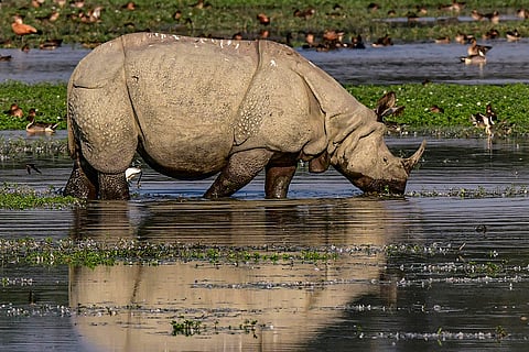 A one-horned rhinoceros is seen, at Pobitora Wildlife Sanctuary in Morigaon district, Assam.
