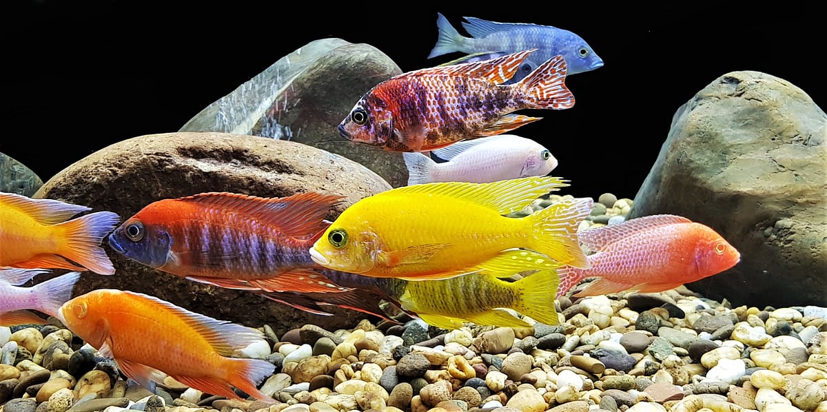 Promoting Ornamental Fisheries In India By Dr. Abhilaksh Likhi