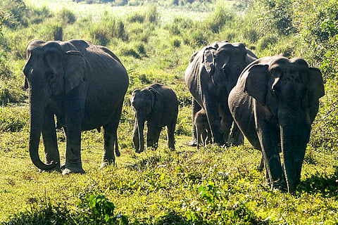 A herd of elephants at Kaziranga National Park, in Golaghat district of Assam.