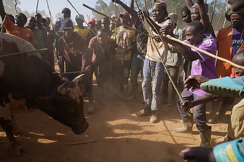 A crowd of spectators encircles a fighting bull during a bullfight in Kakamega, Kenya.