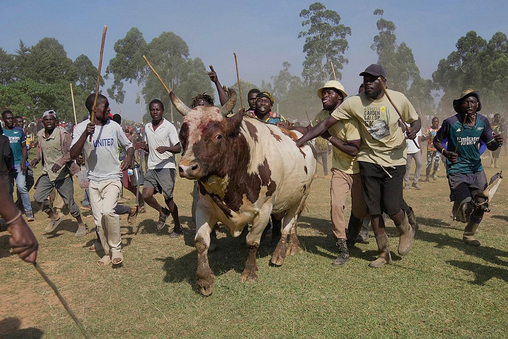 Kenya Bullfighting photo-