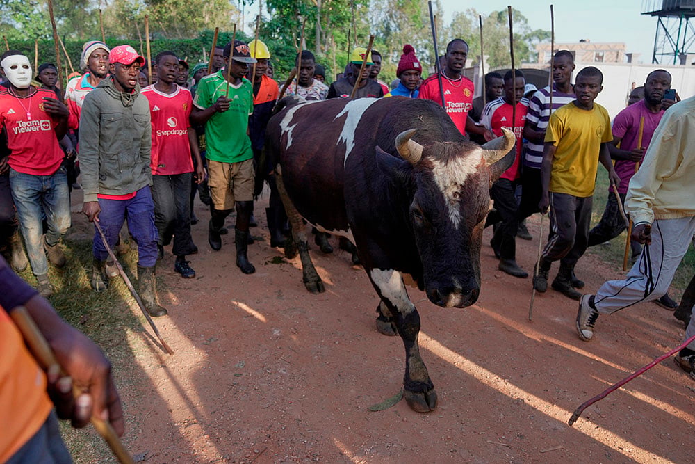 Kenya Bullfighting photo-
