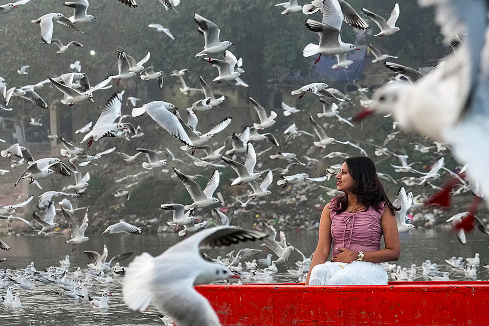 Gulls in Yamuna river on a Delhi winter morning