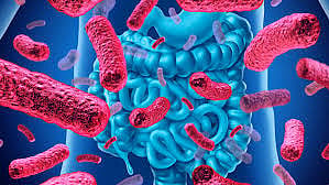 What We Eat May Be Reshaping Our Gut At Astonishing Speed
