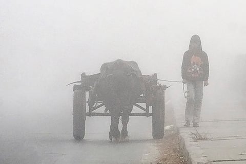 A man pulls a bullock cart along a road enveloped in dense fog on a winter morning, in Dehradun.