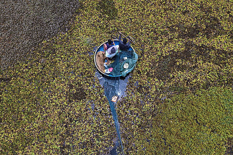 Fisherman Sunil Kumar, bottom, spreads a fishing net to help remove the weeds floating on Doddajala Lake, Aug. 23, 2025, on the outskirts of Bengaluru, India.