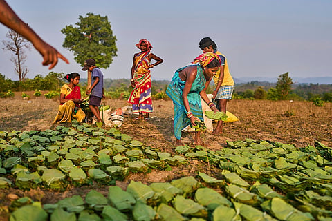 Members of the Gadaba Indigenous communities gather tendu leaves to sell April 16, 2025, in Hatipakna village, India.