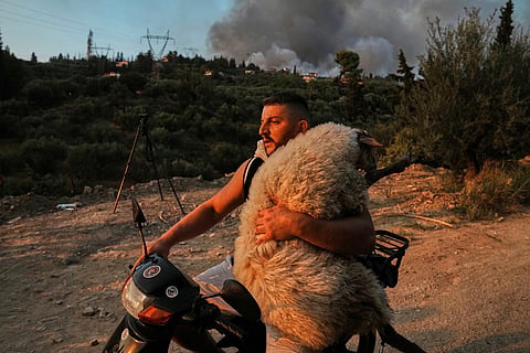 Olsjen Mucobega, 32, uses his motorcycle to evacuate a sheep from a wildfire Aug. 13, 2025, in Patras, Greece.
