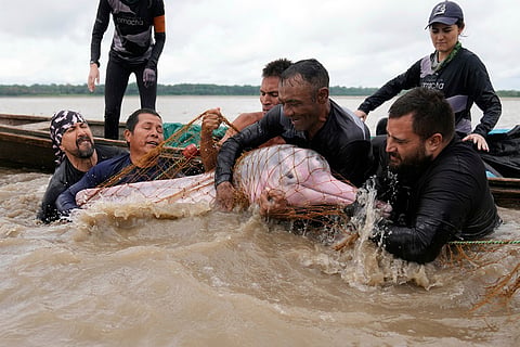 Scientists and veterinarians capture a pink river dolphin in the Amazon River to perform health checks Sept. 7, 2025, in Puerto Narino, Colombia.
