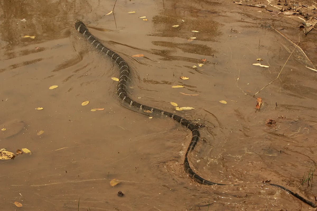 India Yet To Protect Coastal Communities From The Rising Threat Of Sea Snake Envenomation