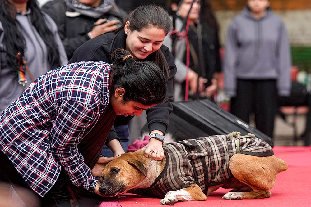 Animal rights activists protest in Delhi