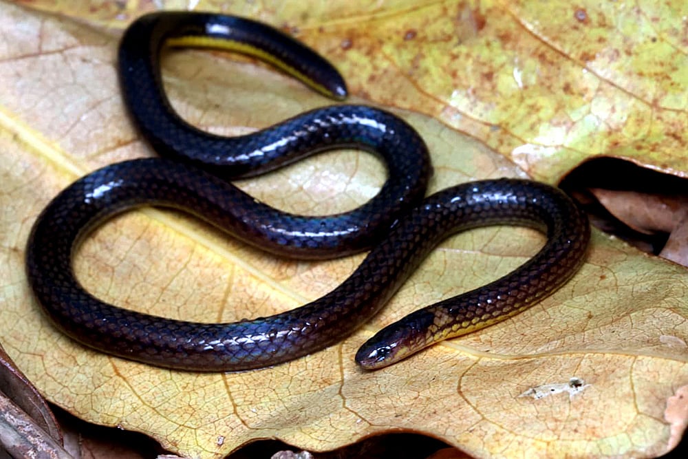 Reed Snake