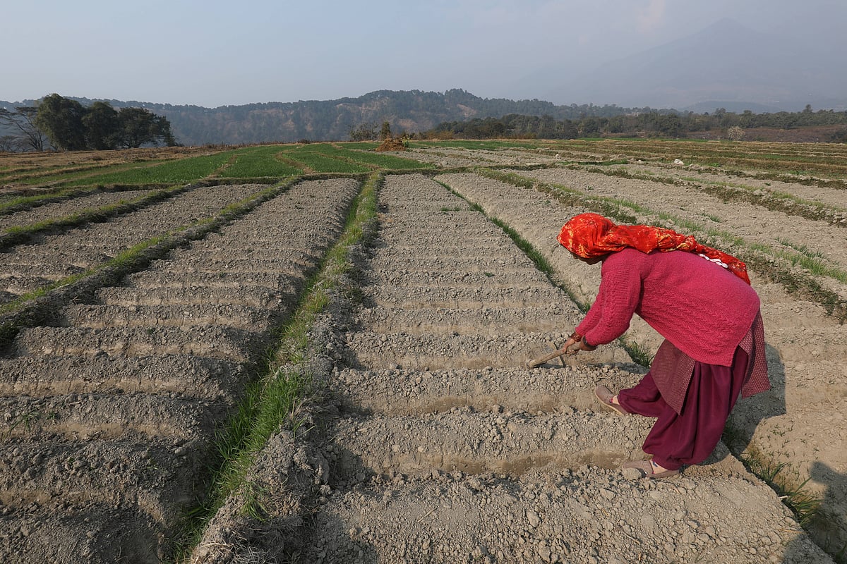 IMAGO / Matrix Images : Pro-longed dry spell in Himachal Pradesh, India A farmer attends to her potato farm at a village in Nagrota Bagwan near Dharamsala, India on January 24, 2024. The extended period of dry weather in the Indian state of Himachal Pradesh along with a mild winter this year, poses a threat to Rabi farmers who may incur losses due to adverse effects on crop growth. In addition to the impact on crops, the insufficient rainfall may lead to water shortages in the upcoming summer, with the state experiencing an 83 percent deficit in December. Dharamsala, India