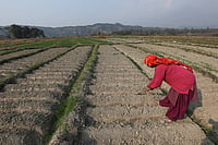 High Heat, Low Rain And Fertiliser Shortage Likely To Sting India’s Monsoon Farming IMAGO / Matrix Images : The southwestern monsoon