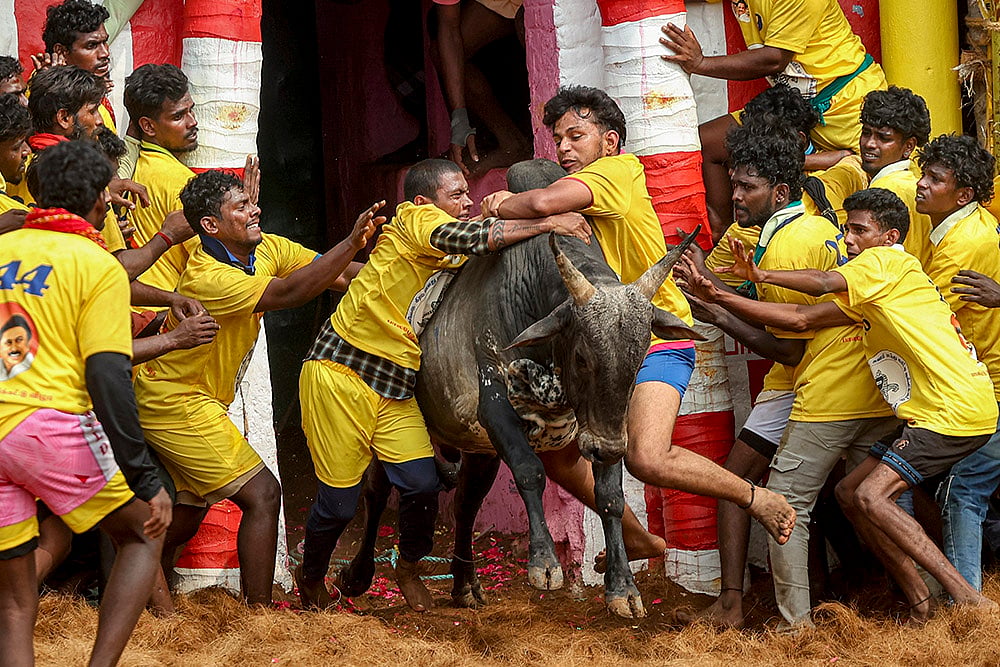 Jallikattu event in TNs Madurai