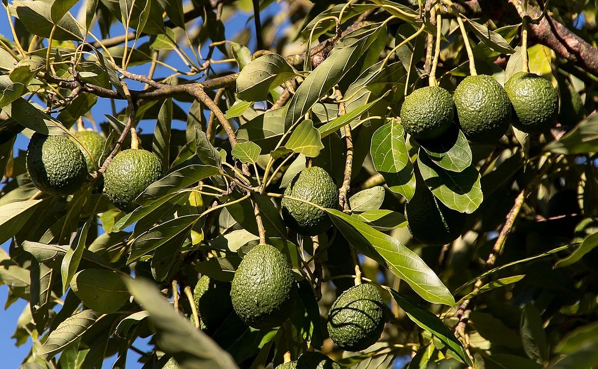 Avocado farming
