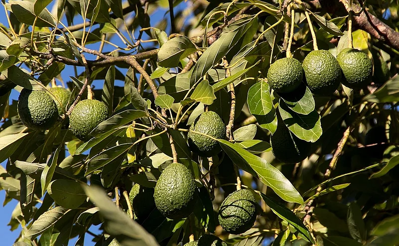 Avocado farming