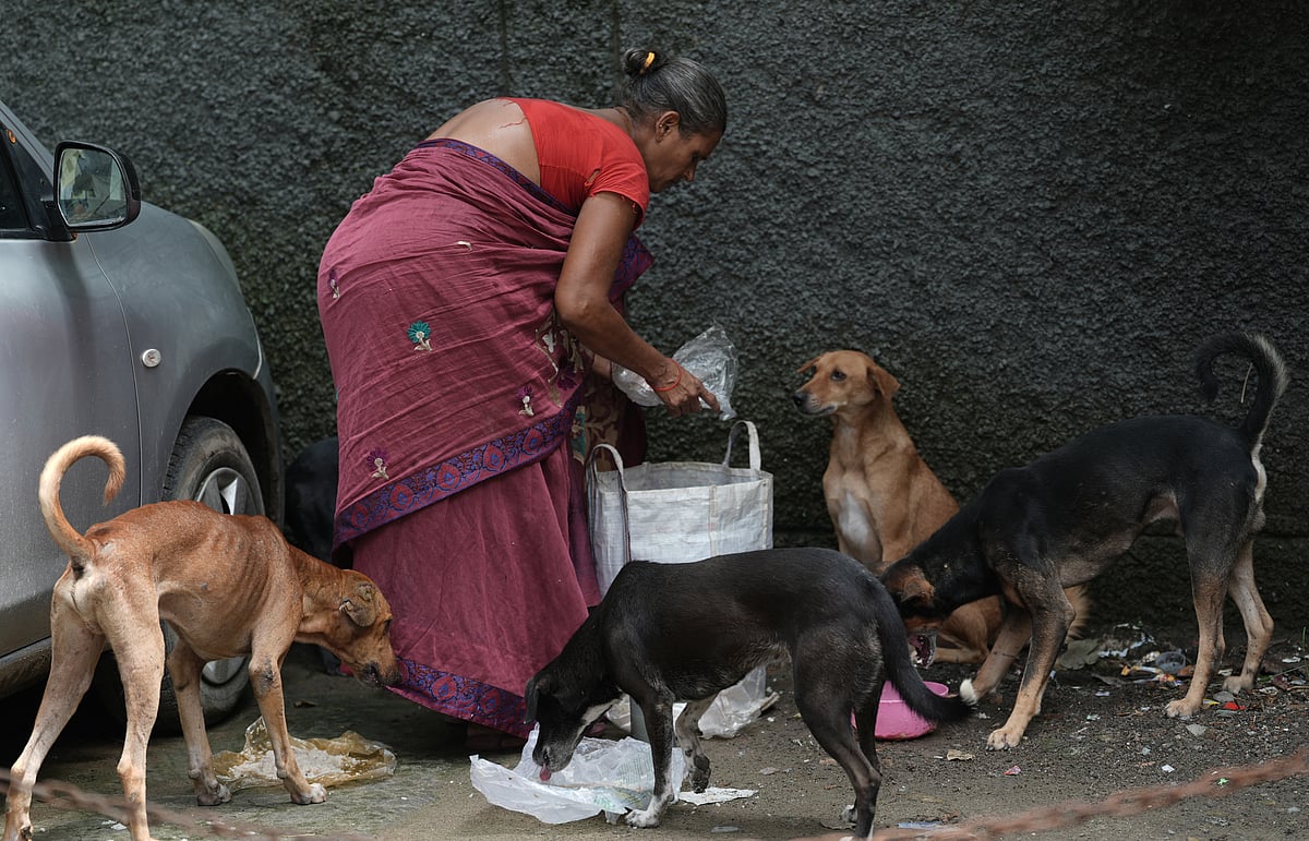 Tribhuvan Tiwari : Activists allege that dogs are being picked up en masse and relocated across wards, dumped in unfamiliar areas, or abandoned on city outskirts, disrupting territorial balance and survival patterns.