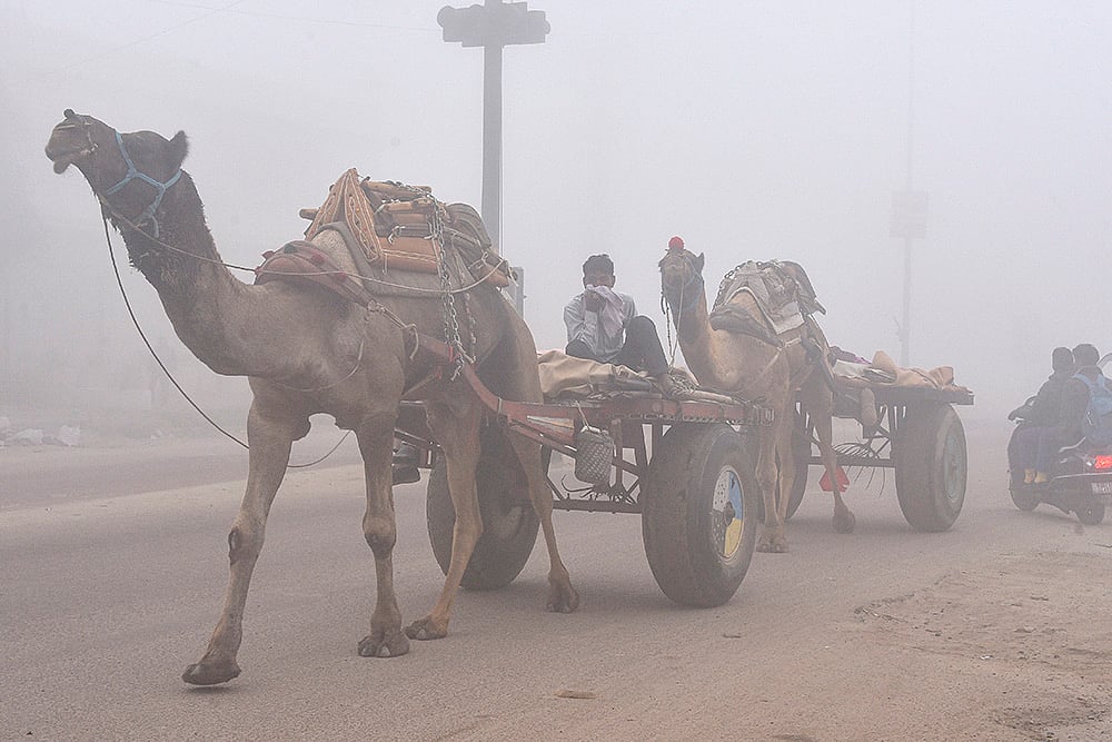 A man rides a camel cart during a cold and foggy winter morning, in Rajasthan.