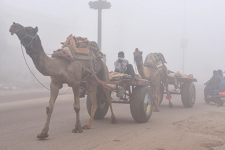 A man rides a camel cart during a cold and foggy winter morning, in Rajasthan. - null