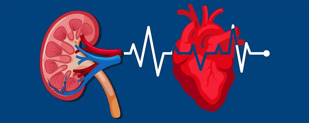When Kidneys Fail, The Heart Pays The Price, Scientists Explain Why