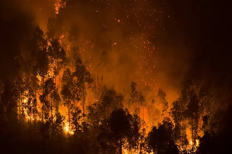 Forest Fire Destruction Chile