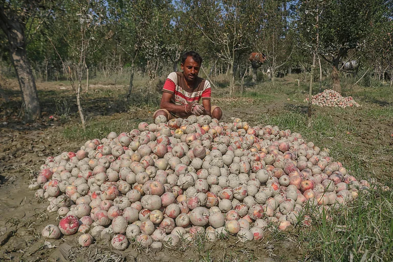 Apple growers in Kashmir face heavy losses as recent floods from continuous rainfall damage many orchards during the peak harvest season. - IMAGO/NurPhoto