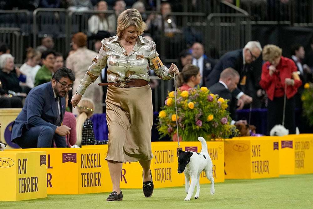 Westminster Dog Show 2026 photos-Wager, a smooth fox terrier