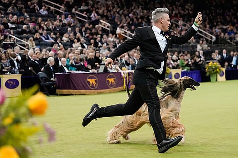 Zaida, an Afghan hound, competes in the Best in Show competition of the 150th Westminster Kennel Club Dog Show, in New York. 