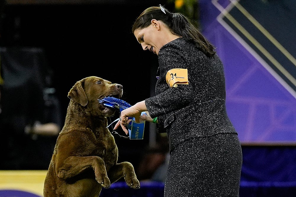 Westminster Dog Show 2026 photos-Chesapeake Bay retriever 