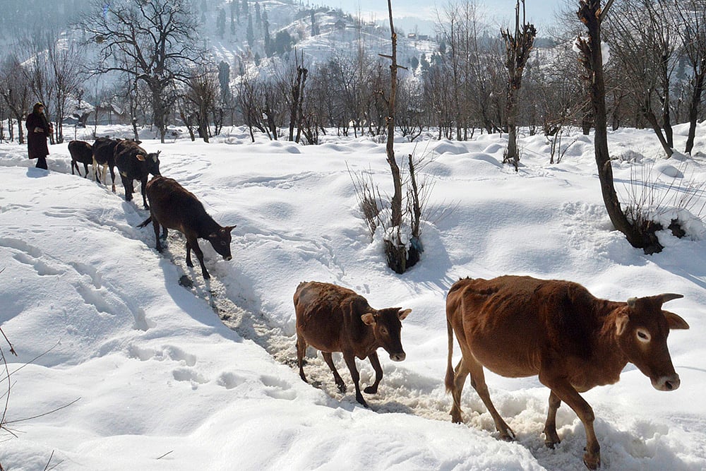 Weather: Snowfall in J-K