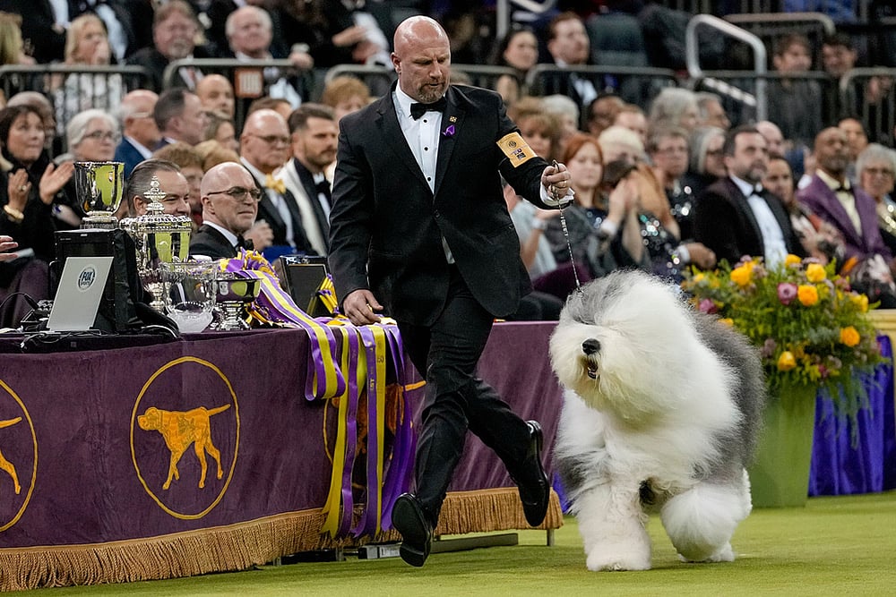 Westminster Dog Show 2026 photos-Graham, an old English sheepdog