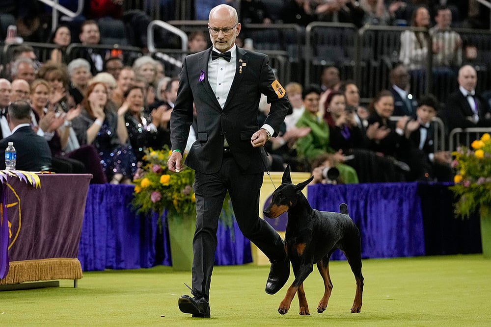 Westminster Dog Show 2026 photos- Doberman Pinscher