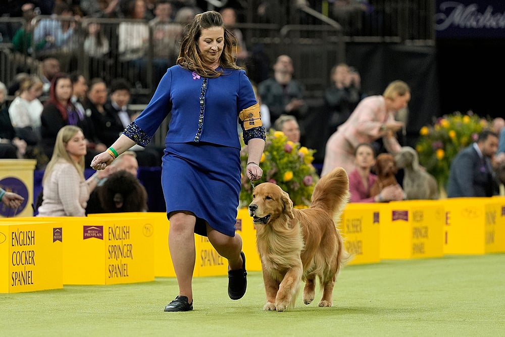 Westminster Dog Show 2026 photos-Hillcocks Burl Oak