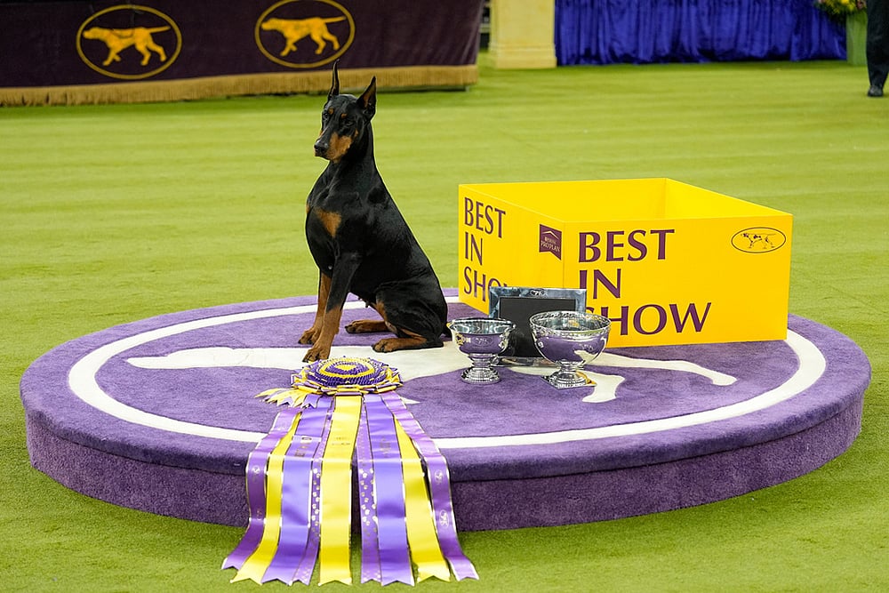 | Photo: AP/Yuki Iwamura : Penny, a doberman pinscher, poses for photos after winning Best in Show of the 150th Westminster Kennel Club Dog Show in New York. 