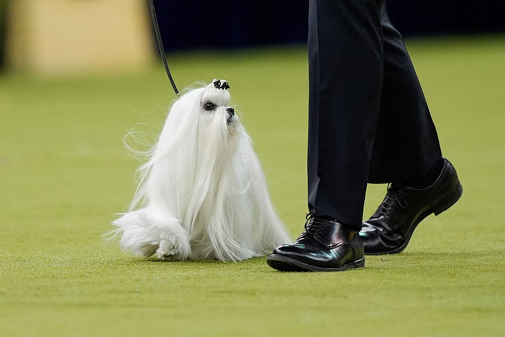 Westminster Dog Show 2026 photos-Cookie, a Maltese