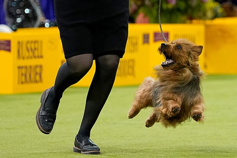 George, an Australian terrier, competes in the terrier group competition of the 150th Westminster Kennel Club Dog Show in New York.