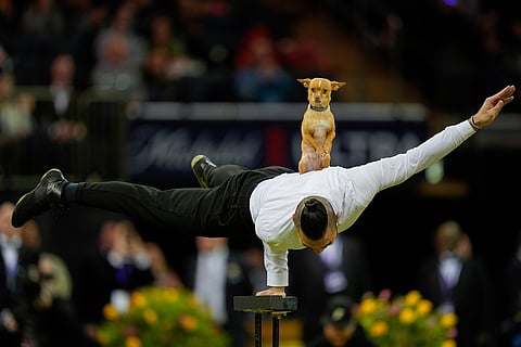 Christian Stoinev performs with his chihuahua, Scooby, during the 150th Westminster Kennel Club Dog Show in New York. 