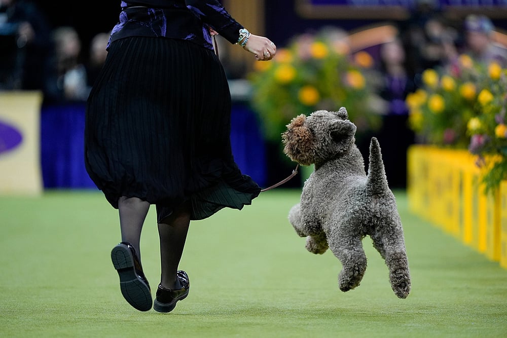 Westminster Dog Show 2026 photos-A Lagotto Romagnolo