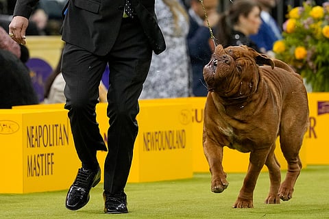 Bugga, a Dogue de Bordeaux competes in the working group competition of the 150th Westminster Kennel Club Dog Show in New York.