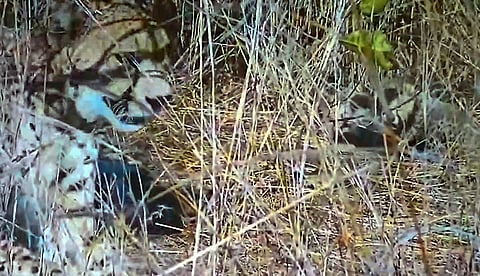 Cheetah 'Aasha', left, with her newborn cubs at Kuno National Park, in Madhya Pradesh. Aasha has given birth to five cubs, taking the number of cheetahs in India to 35. 