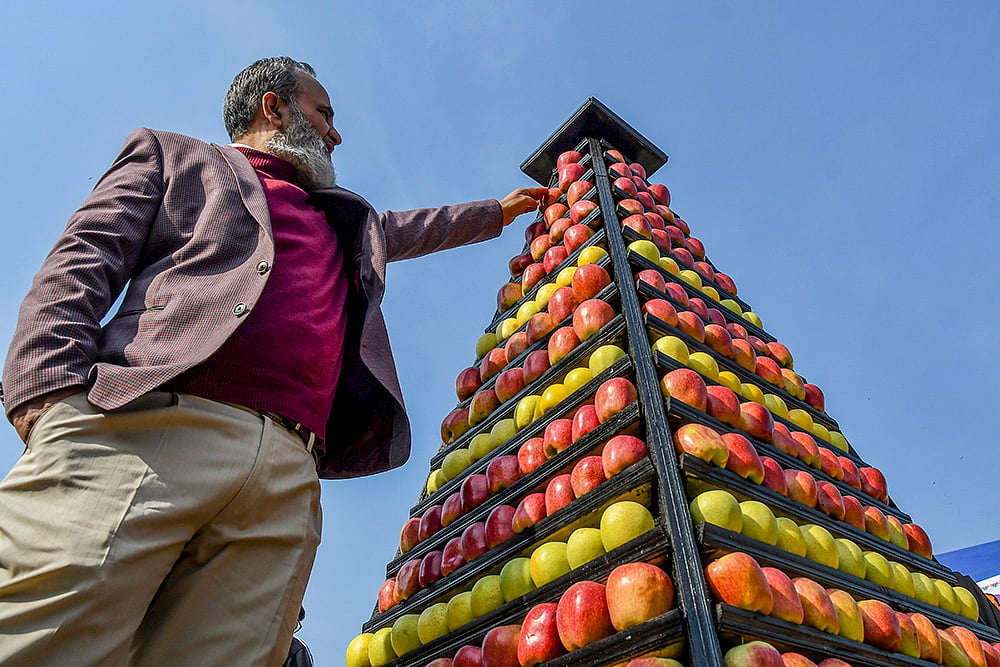 | Photo: PTI : An entrepreneur arranges Kashmiri apples displayed in a pyramid-shaped stall at the agri-tech mela Gongul organised by SKUAST-K at its Shalimar campus, in Srinagar.